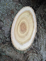 Срез/спил дерева "Шелковица" шлифованный 14*8 см |под роспись|под декорирования|для декора|под выжигание |