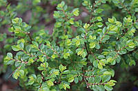 В'яз дрібнолистий "Сейджу". Ulmus parvifolia "Seiju".