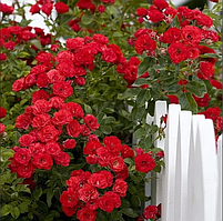 Троянда плетиста Sunset (Сансет) ПРЕМІУМ