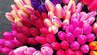 Искусственные Тюльпаны одиночка розовые -высота бутона 5.4 см. внутри пенопласт.высота 38см (Т-2) в уп.100 шт