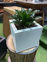 Круги для піци