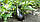 Насіння баклажана Чемодан F1, 1000 шт., округлого, Spark Seeds, фото 3