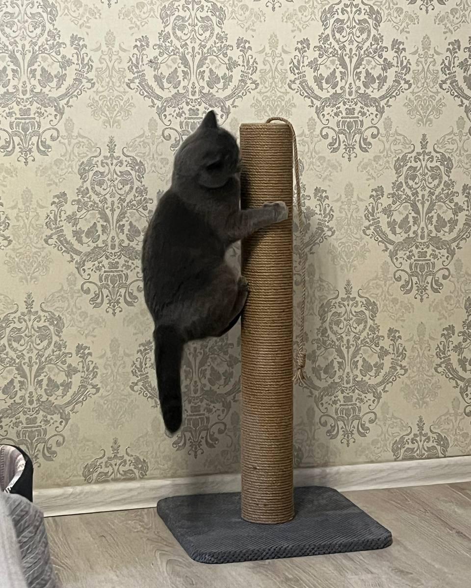 Когтеточка для кошек 82*40*40 см