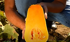 Насіння гарбуза UG 205 F1, 1000 насінин, United Genetics