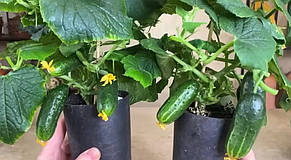 Набір Ботанічні експерименти Флораріум, фото 4