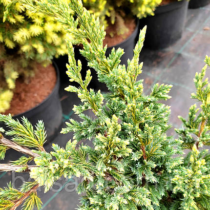 Ялівець Дрім Джой / d 50-60 / Juniperus Dream Joy, фото 2