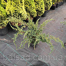 Ялівець Дрім Джой / d 50-60 / Juniperus Dream Joy, фото 3