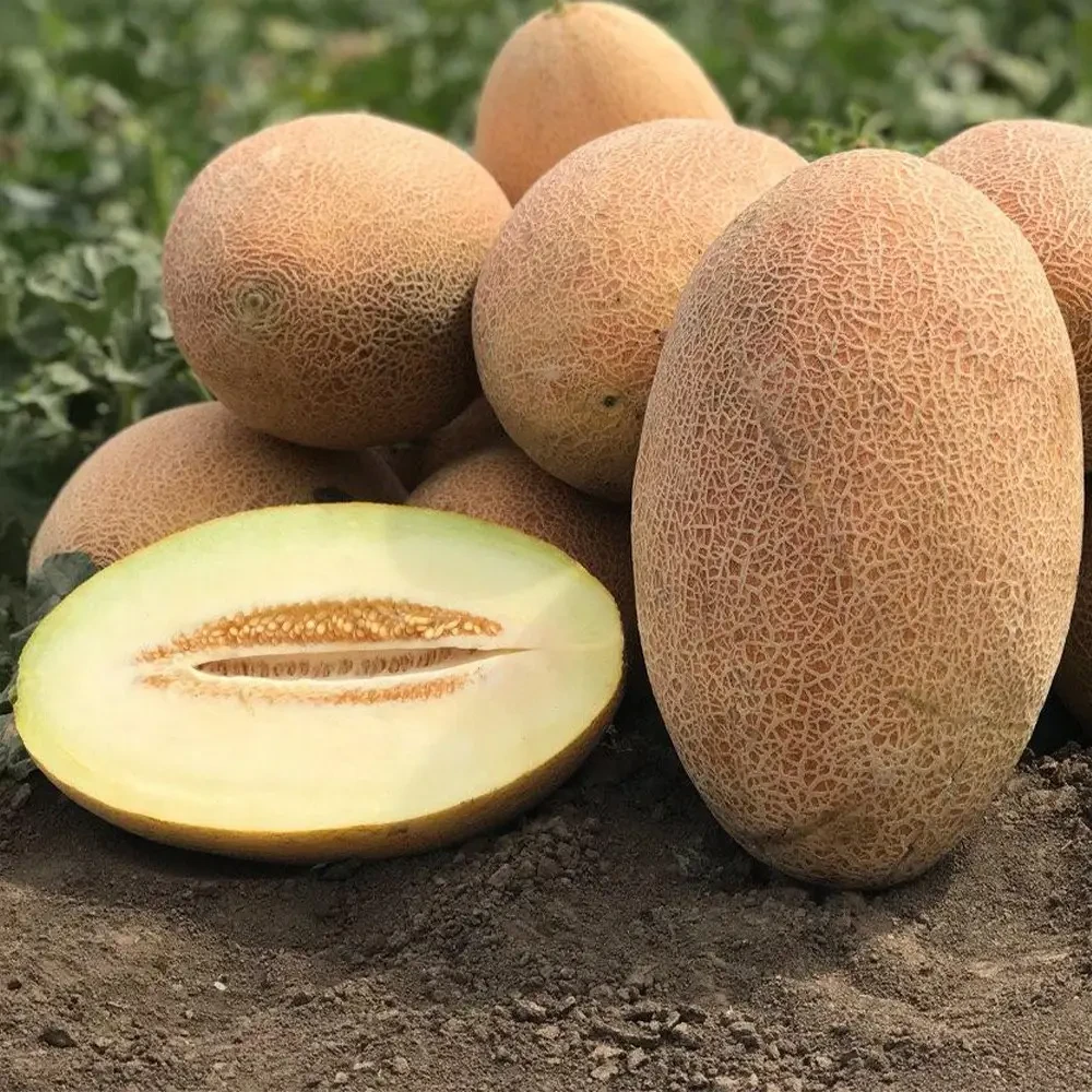 Насіння дині Ребека F1 (Rebekka F1) Hazera 100