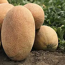 Насіння дині Ребека F1 (Rebekka F1) Hazera 100, фото 2