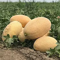 Насіння дині Ребека F1 (Rebekka F1) Hazera 100, фото 3