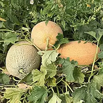 Насіння дині Ребека F1 (Rebekka F1) Hazera 100, фото 4