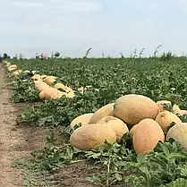 Насіння дині Ребека F1 (Rebekka F1) Hazera 100, фото 5