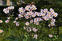 Анемона японська садова багаторічна квітка, фото 2