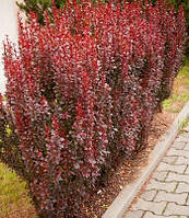 Барбарис "Red Pillar"