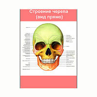 Плакат Vivay Строение черепа (вид прямо) А2 (8159)