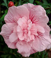 Гібіскус деревовидний "Pink Chiffon"