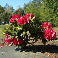 Рододендрон гібридний Лорд Робертс/Rhododendron 'Lord Roberts' С5