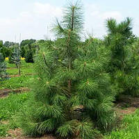 Сосна жовта/Pinus ponderosa с3