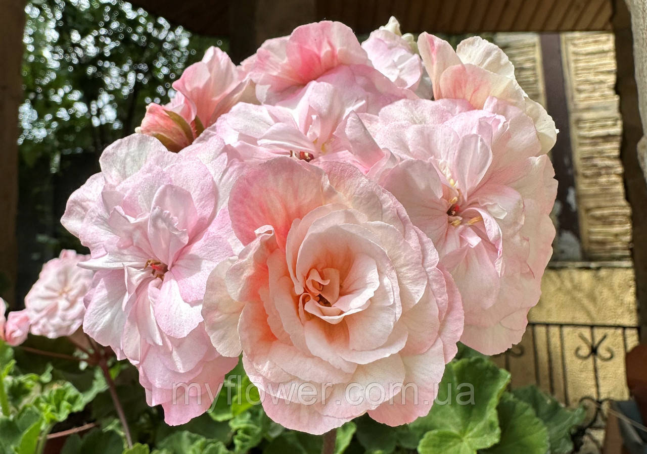 Пеларгонія Леона Галактика, фото 1