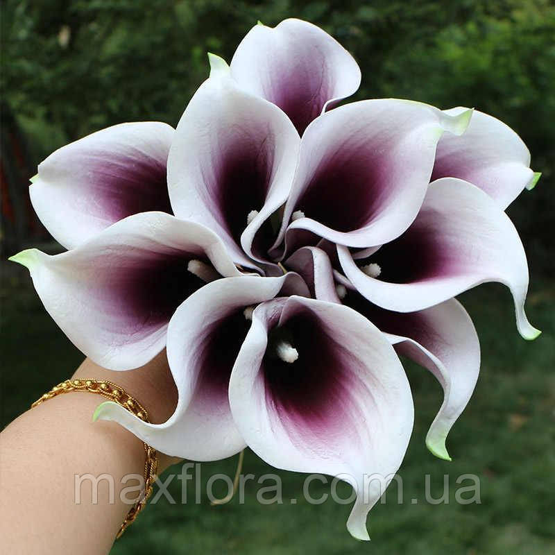 Калла Purple Beat  16/18