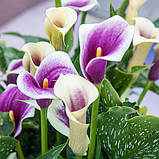 Калла Purple Beat  16/18, фото 3