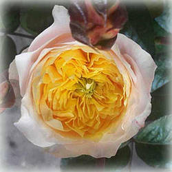 Троянка чайно-гібридна Вувузела Еллоу (Vuvuzela Yellow)