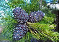 Сосна кедрова/Pinus cembra С3