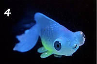 Золотая рыба телескоп, синяя, силиконовая и люминисцентная (светящая )декор в аквариум - размер 7*4 см