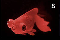 Золотая рыба телескоп, красная, силиконовая и люминисцентная (светящая )декор в аквариум - размер 7*4 см