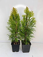 Туя западная Голден Смарагд (Thuja Golden Smaragd) 35см