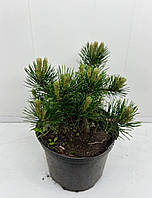 Сосна горная Мугус (Pinus mugo mughus) 15 см