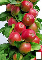 Яблуня колоноподібна "Валюта®" (зимовий сорт, пізній термін дозрівання)