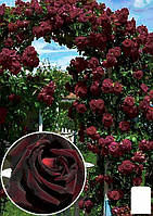 Трояндиста "Чорний принц" (сажінець класу АА+) вищий сорт