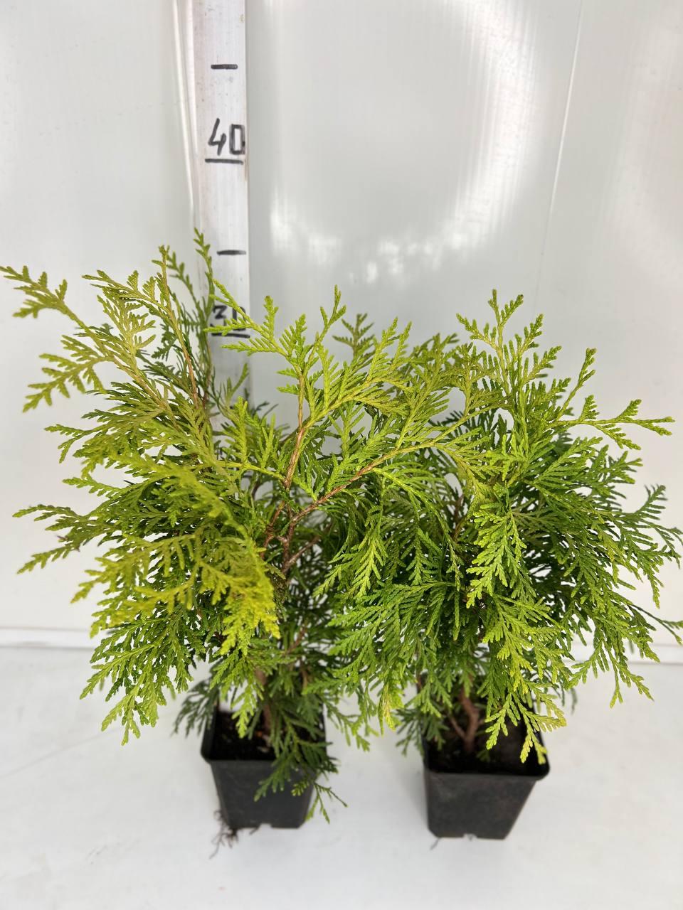 Туя західна Глобоза Ауреа (Thuja occidentalis Globosa Aurea) 35 см - фото 4 - id-p1479234996