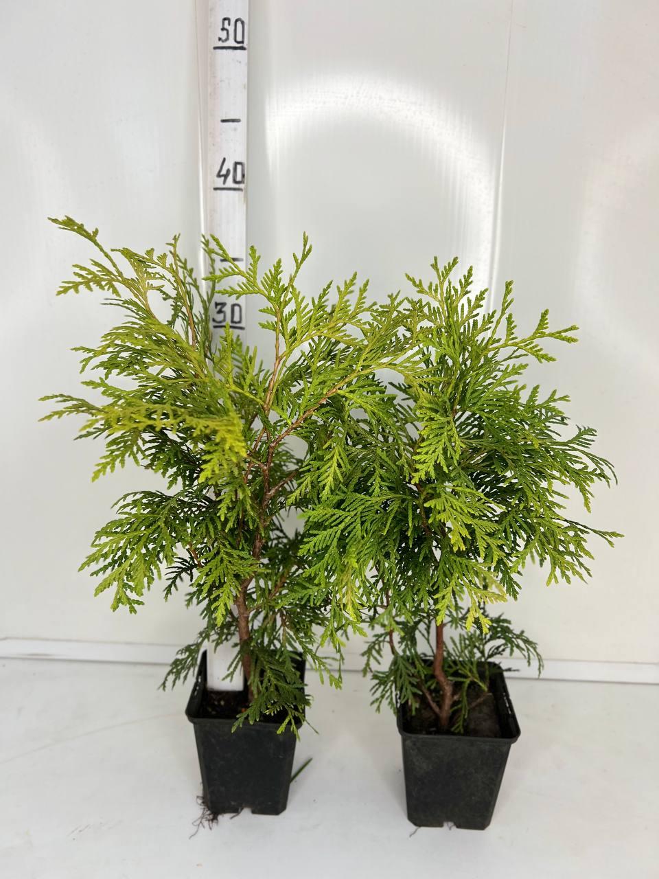 Туя західна Глобоза Ауреа (Thuja occidentalis Globosa Aurea) 35 см - фото 3 - id-p1479234996