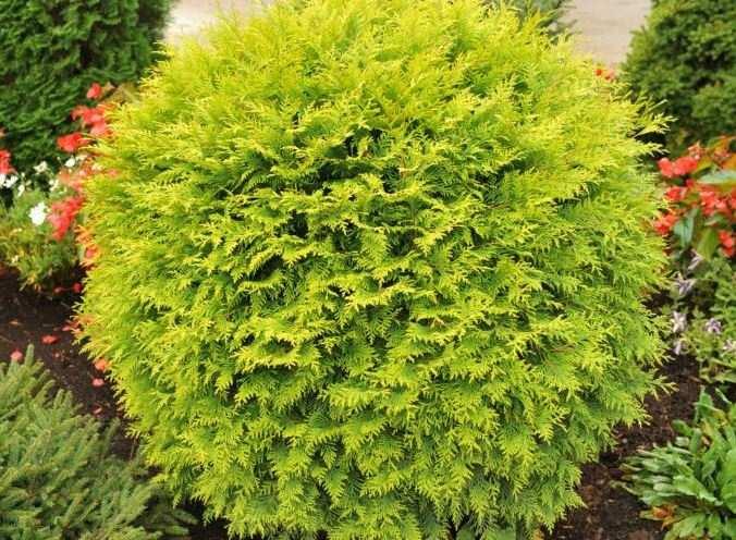 Туя західна Глобоза Ауреа (Thuja occidentalis Globosa Aurea) 35 см - фото 6 - id-p1479234996