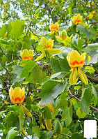 Тюльпанове дерево яскраво-жовте "Ліріодендрон" (Liriodendron tulipifera)