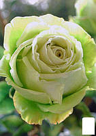 Роза чайно-гибридная "Киви" (саженец класса АА+) высший сорт