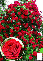 Роза плетистая "Нахеглут" (саженец класса АА+) высший сорт
