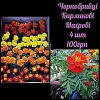 🌺 Чорнобривці карликові махрові 🌺