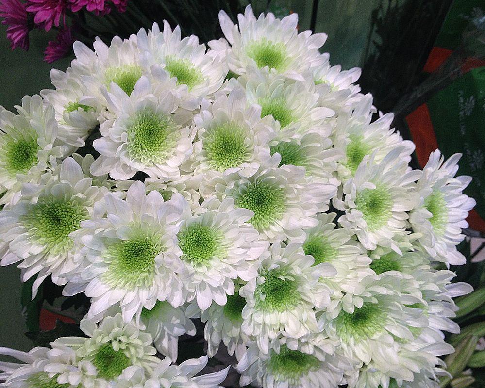 Хризантема Radost White (Радість Біла) садж, фото 1