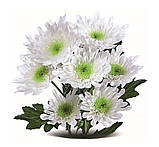 Хризантема Radost White (Радість Біла) садж, фото 2