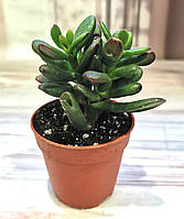 Крассула Crassula Ovata Gandalf  Сукулент Кімнатна рослина