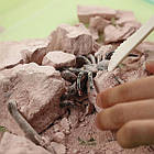 Набір для розкопок 4M Комахи, фото 4