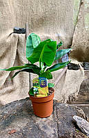 Банан Tropicana Rovinsky Garden (Musa sapientum fixa) 30-40 см (0.85 л) EM, код: 6532083