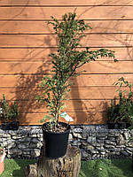 Тис ягодный Rovinsky Garden Taxus baccata 90-110 см 4л (RG551) TE, код: 6532035