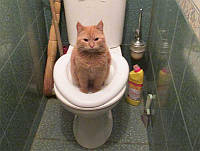 Туалет для кота Citi Kitty. Для приучения кошки к унитазу. Кошачий туалет для котов и кошек