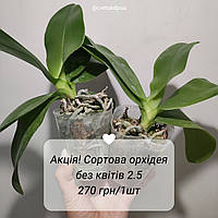 Микс сортовая орхидея 1шт, цвет сюрприз. Без цветов, горшок 2.5"