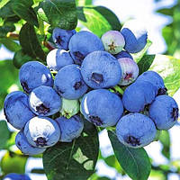 Голубика Блюкроп Florinda (Лохина, Blueberry Bluecrop) 80-100см, объём горшка 2,5л TP, код: 6532078