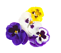 Цветы съедобные виола 15 шт